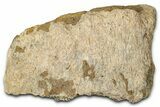 Dinosaur (Triceratops) Frill Shield Section - Montana #347958-1